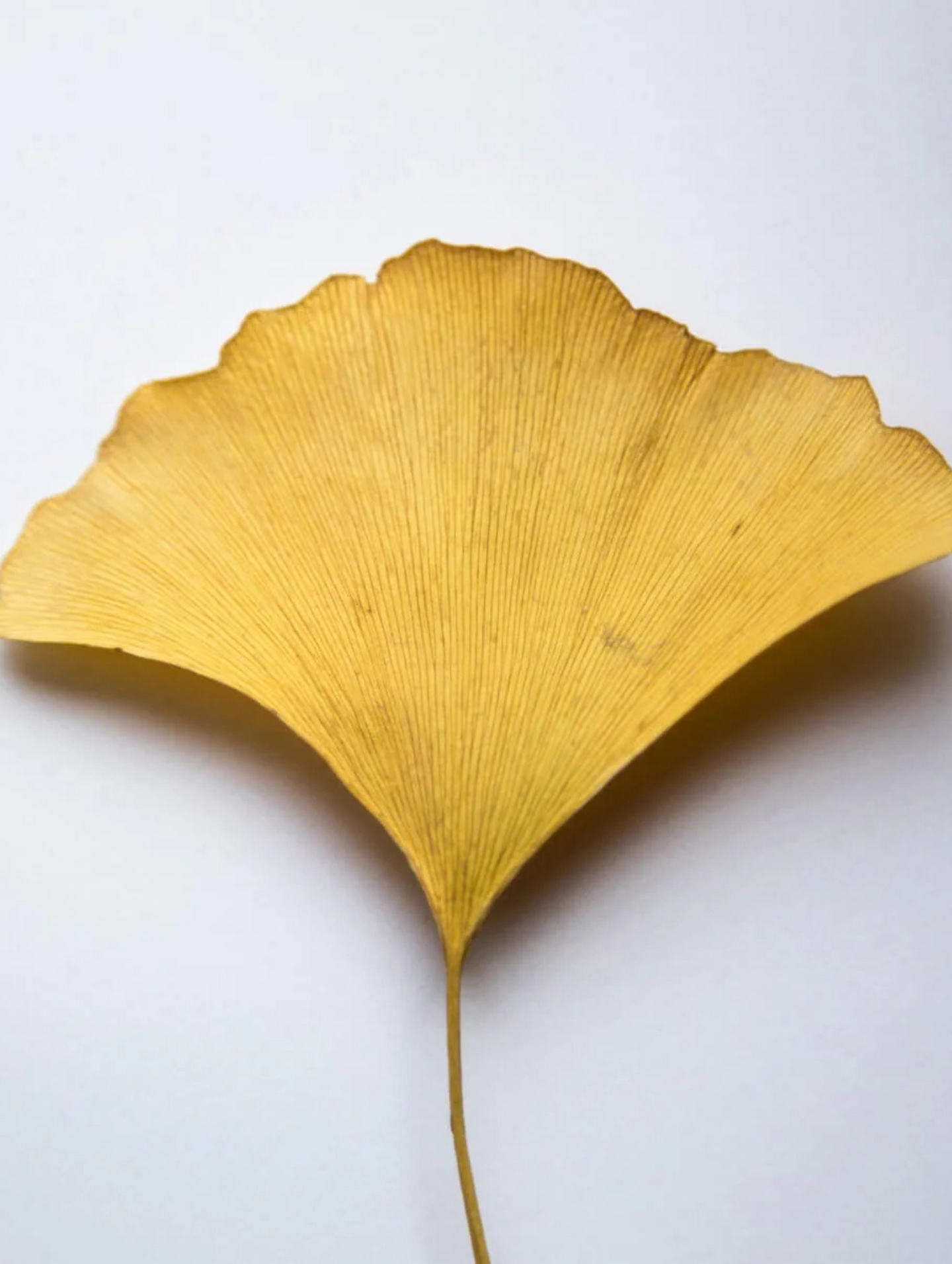 Antioxidant Ginkgo Gel Booster