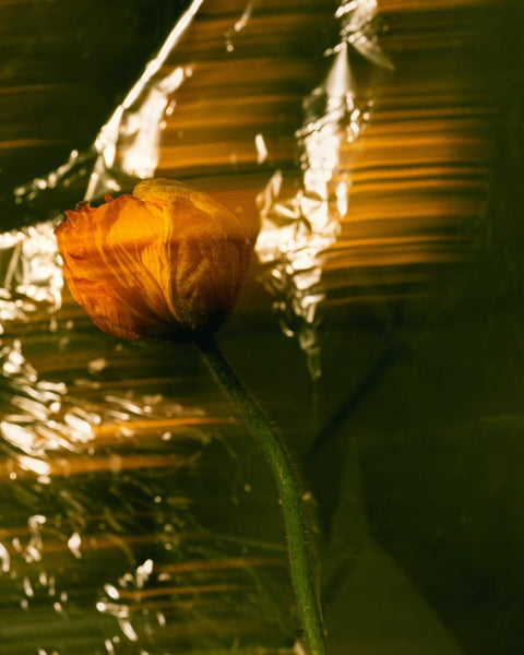 The Importance of Organic and Natural Skincare Products